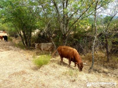 Senda Genaro GR-300;excursiones cerca de madrid rutas de senderismo rutas por la sierra de madrid